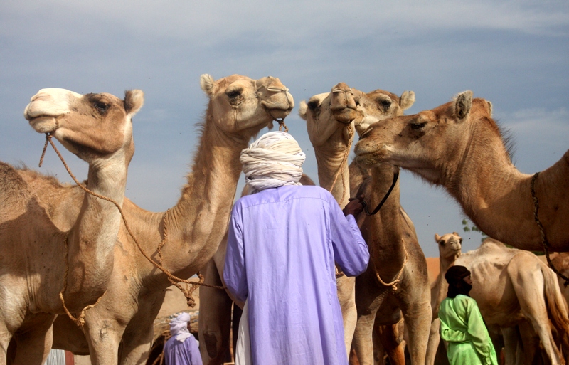 3 - Mercante di cammelli - Merchant of camels